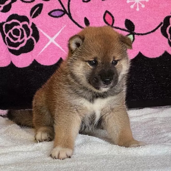 ID:2506-04751の子犬