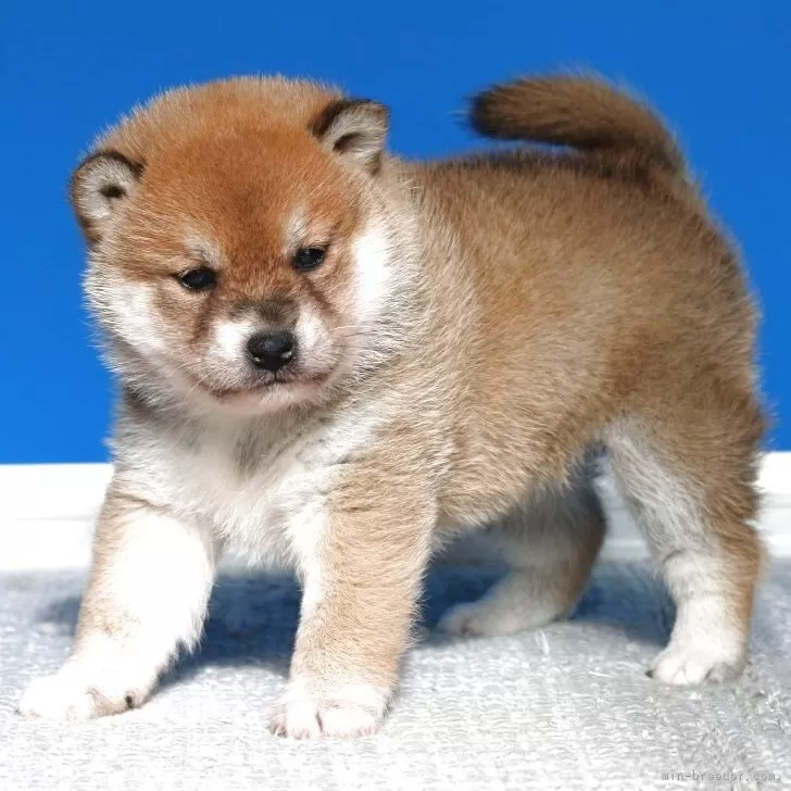 柴犬(標準サイズ)【和歌山県・女の子・2025年10月5日・赤】の写真1