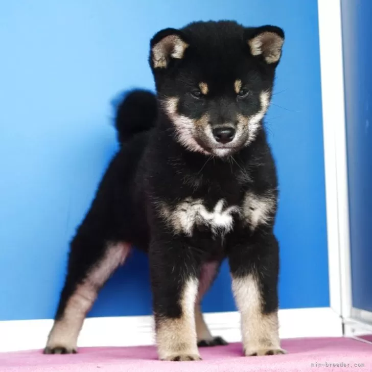 金ちゃん 様のお迎えした子犬
