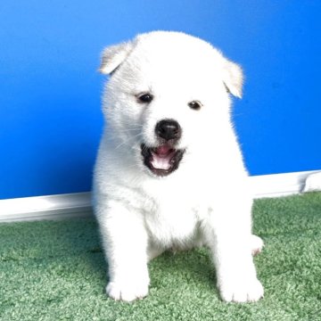 豆柴【和歌山県・男の子・2025年7月3日・白】の写真「プレミアム血統書・タヌキ顔でお鼻真黒の可愛い男の子」
