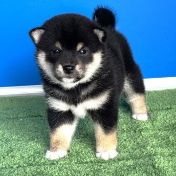 柴犬(豆柴)【和歌山県・女の子・2025年7月3日・黒】の写真「プレミアム血統書・毛の配色も抜群タヌキ顔のショー用」