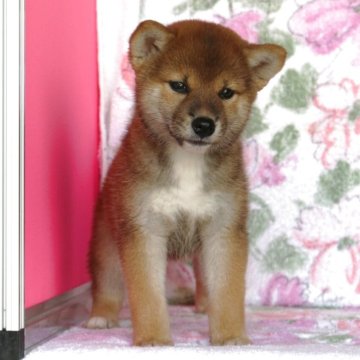 柴犬(標準サイズ)【和歌山県・女の子・2025年6月6日・赤】の写真「貴賓の有る顔そしてタヌキ顔のショー用の性格の良い仔」