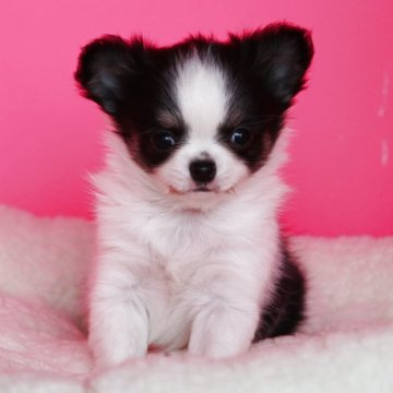 チワワ(ロング)【和歌山県・女の子・2025年1月26日・ブラックタン&ホワイト】の写真「癒し系の可愛い女の仔」