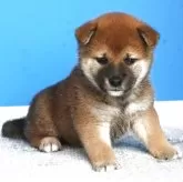 柴犬(標準サイズ)