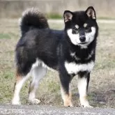 柴犬(標準サイズ)