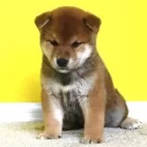 柴犬(標準サイズ)