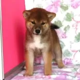 柴犬(標準サイズ)【和歌山県・女の子・2025年6月6日・赤】の写真2