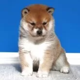 柴犬(標準サイズ)【和歌山県・女の子・2025年10月5日・赤】の写真2