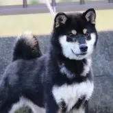 柴犬(標準サイズ)【和歌山県・男の子・2025年4月15日・黒】の写真2