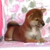 柴犬(標準サイズ)【和歌山県・女の子・2025年6月6日・赤】の写真3