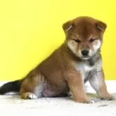 柴犬(標準サイズ)【和歌山県・男の子・2025年6月11日・赤】の写真3