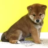 柴犬(標準サイズ)【和歌山県・男の子・2025年6月11日・赤】の写真5