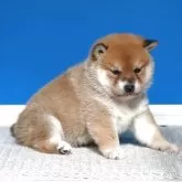 柴犬(標準サイズ)【和歌山県・女の子・2025年10月5日・赤】の写真5