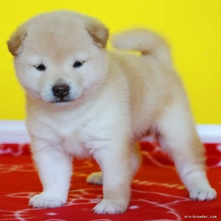 み 様のお迎えした子犬