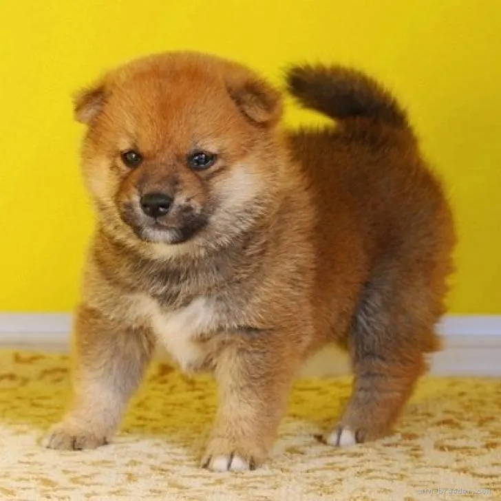ID:2210-03699の子犬