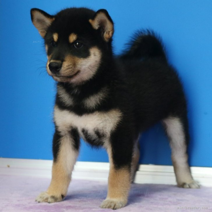 IRIS OHYAMA ケージ 犬 猫 小型 小型犬 ペットサークル 屋根付き