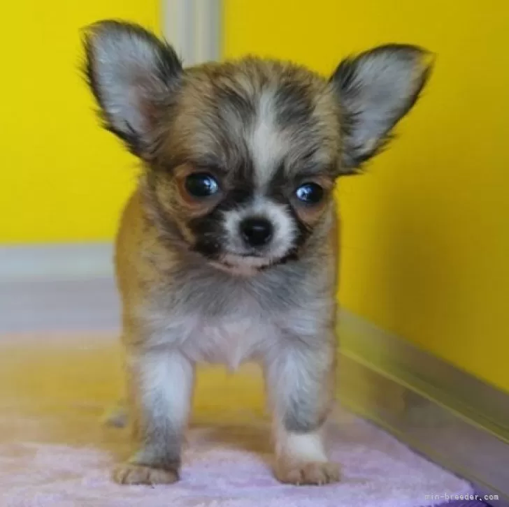 ID:2403-06792の子犬