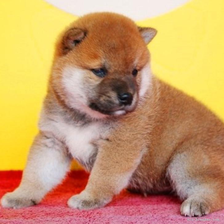 柴犬 和歌山県 男の子 22年7月1日 赤 ショー用 頭骨が綺麗いで 渋さの中にも品のある顔 みんなのブリーダー 子犬id 27 柴犬 和歌山県 男の子 22年7月1日 赤 ショー用 頭骨が綺麗いで 渋さの中にも品のある顔 みんなのブリーダー 子犬id 27