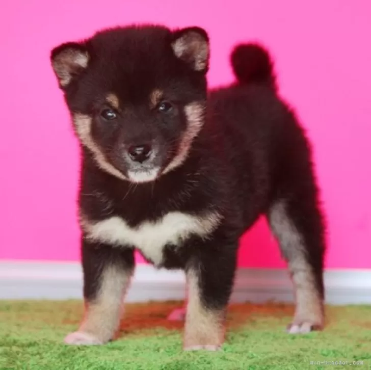 ID:2403-00335の子犬