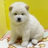 柴犬(標準サイズ)【和歌山県・男の子・2022年12月6日・白】の写真1「１/２４撮影」