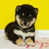 豆柴【和歌山県・男の子・2023年12月12日・黒】の写真1「2/6撮影」