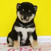 豆柴【和歌山県・男の子・2023年12月12日・黒】の写真3