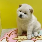 柴犬(標準サイズ)【和歌山県・男の子・2022年12月6日・白】の写真4