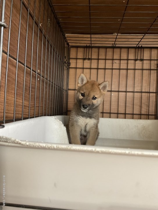 西岡進一ブリーダーのブログ：新しい家族が見つかりました。