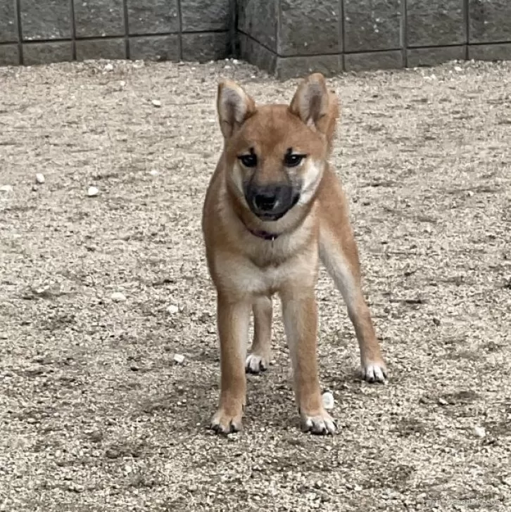 柴犬(標準サイズ)【岡山県・女の子・2025年3月27日・赤】の写真1