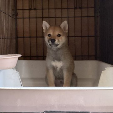 柴犬(標準サイズ)【岡山県・男の子・2025年3月27日・赤】の写真「とても元気な末っ子の男の子です」