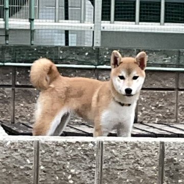柴犬(標準サイズ)【岡山県・女の子・2025年3月27日・赤】の写真「とても好奇心旺盛な赤柴の女の子です」
