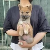 柴犬(標準サイズ)