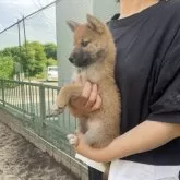 柴犬(標準サイズ)【岡山県・女の子・2025年3月27日・赤】の写真2