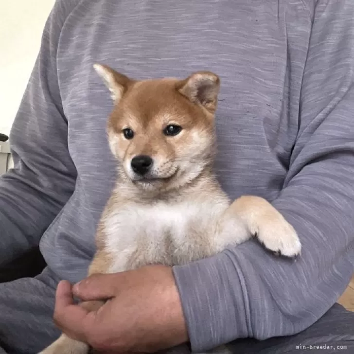赤坂】おもしろ狛犬進化論！狛犬愛好家と、400年のダイナミック