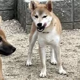 柴犬(標準サイズ)【岡山県・女の子・2025年3月27日・赤】の写真4