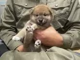 柴犬(標準サイズ)【岡山県・女の子・2024年10月11日・赤】の写真10