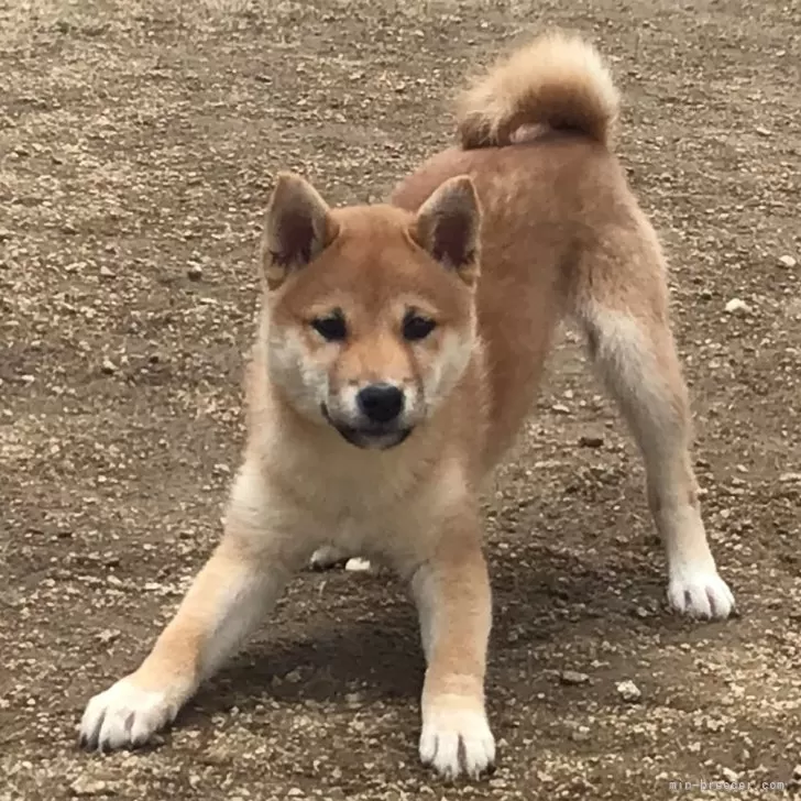 Hiro 様のお迎えした子犬