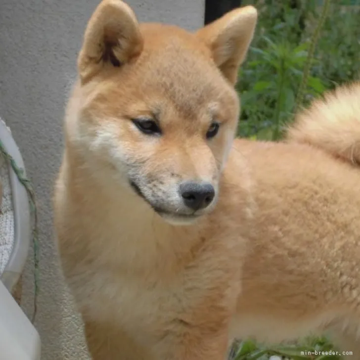 ID：2303-02837の子犬