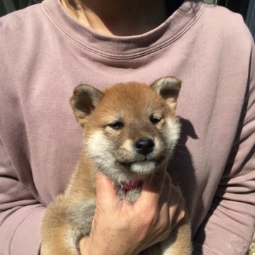 柴犬(標準サイズ)【岡山県・女の子・2023年2月10日・赤】の写真「目がバッグンに良いキュートな女の子です。」