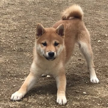 柴犬(標準サイズ)【岡山県・男の子・2023年12月7日・赤】の写真「とても明るく元気で小ぶりな男の子です♪」