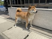 柴犬【・女の子・2021年8月24日・赤】