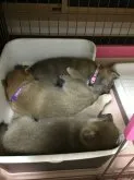 柴犬(標準サイズ)【岡山県・男の子・2023年2月3日・赤】の写真4