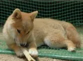 柴犬(標準サイズ)【岡山県・男の子・2023年2月3日・赤】の写真5