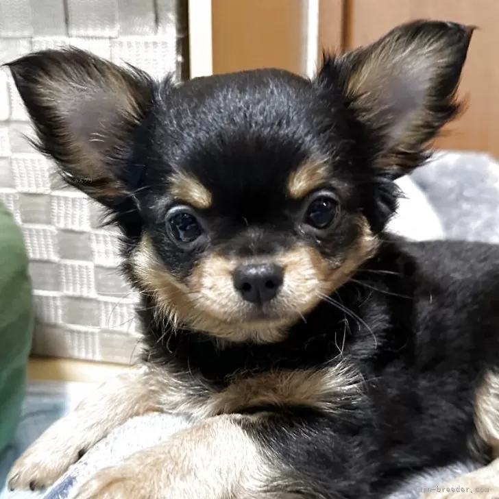 ID：2506-05759の子犬