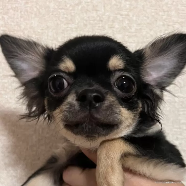 ID：2407-01714の子犬