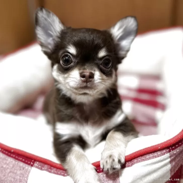 ID：2507-07862の子犬