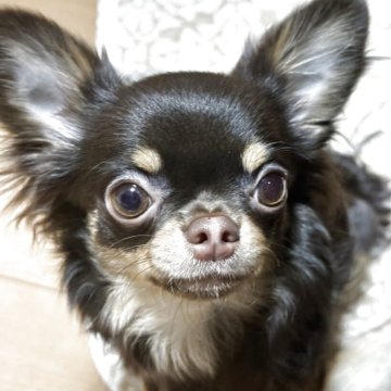 チワワ(ロング)【神奈川県・女の子・2025年6月9日・チョコタンホワイト】の写真「お顔の詰まった可愛いレアカラーの女の子です🩷」