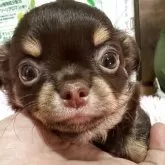 チワワ(ロング)