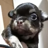 チワワ(ロング)