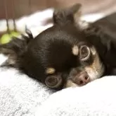 チワワ(ロング)